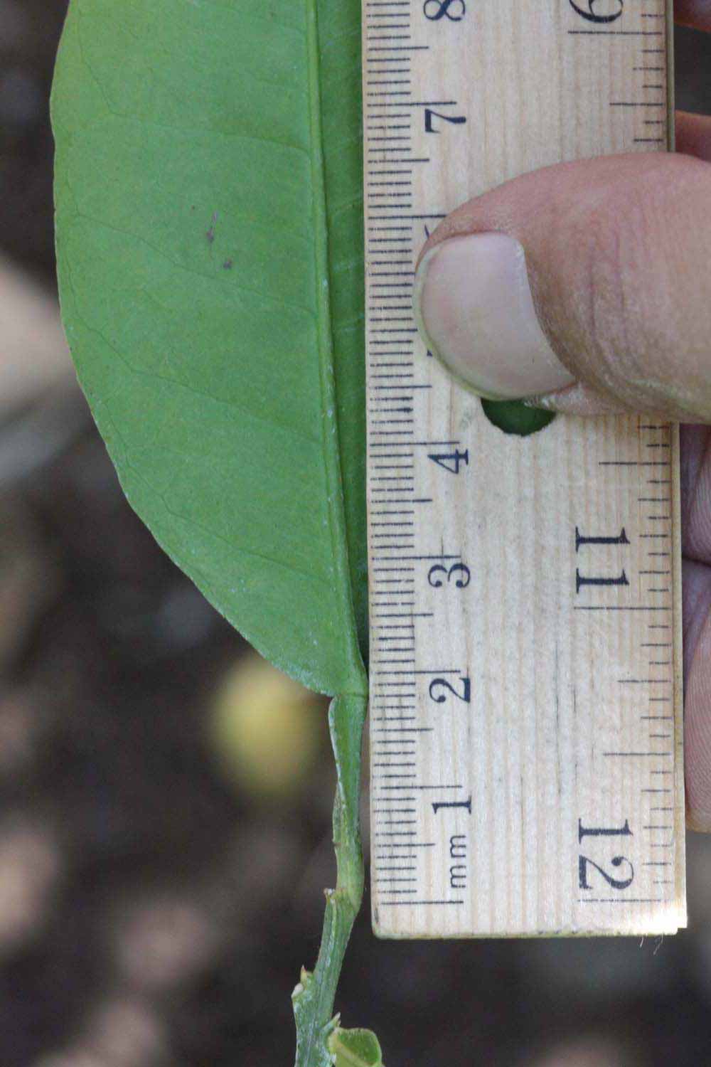               Unifoliolate leaf (Whitney Marsh, Riverside,   CA)       